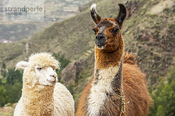 Zwei Lamas (Lama glama) nebeneinander  die in die Kamera schauen; Pisac  Cusco  Peru