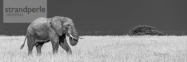 Ein afrikanischer Buschelefant (Loxodonta africana) in der Savanne läuft durch langes  goldenes Gras  das mit den dahinter liegenden dunkelblauen Gewitterwolken kontrastiert. Er hat eine graue  faltige Haut und ernährt sich mit seinem Rüssel. Aufgenommen mit einer Nikon D810 im Klein's Camp  Serengeti-Nationalpark; Tansania