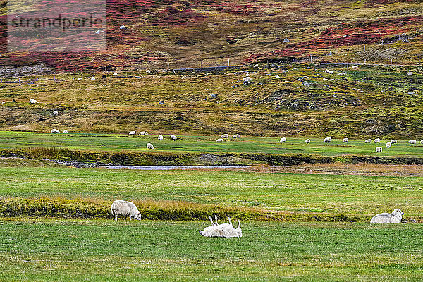 Eine Schafherde (Ovis aries) grast auf üppigem  grünem Ackerland  ein Schaf liegt auf dem Rücken und hat Beine in der Luft; Sudavik  Westfjorde  Island