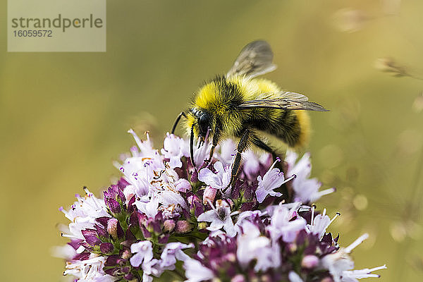 Eine Hummel (bombus) bearbeitet Oregano-Blüten in einem Garten; Astoria  Oregon  Vereinigte Staaten von Amerika