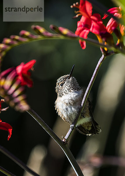 Ein weiblicher rötlicher Kolibri (Selasphorus rufus) sitzt auf einer Blüte; Astoria  Oregon  Vereinigte Staaten von Amerika