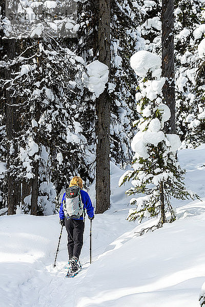 Weibliche Schneeschuhläuferinnen auf schneebedecktem Weg zwischen schneebedeckten Bäumen  Banff National Park; Lake Louise  Alberta  Kanada