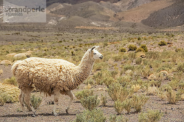 Weißes Lama (Lama glama) geht von links nach rechts über den Rahmen  im Hintergrund Wüstenhügel; Atacama  Chile