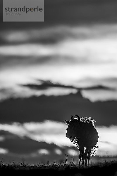 Ein Streifen-Gnu (Connochaetes taurinus) am Horizont hebt sich bei Sonnenuntergang von einem gelb-schwarzen Himmel ab. Seine Hörner sind im Umriss sichtbar  und es steht mit gedrehtem Kopf. Aufgenommen mit einer Nikon D850 in der Serengeti; Tansania
