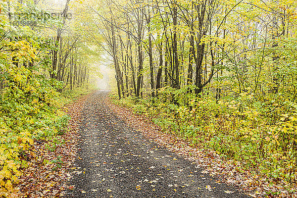 Eine Schotterstraße  die in Herbstfarben durch einen nebligen Wald in der Nähe von Grand Portage führt; Minnesota  Vereinigte Staaten von Amerika