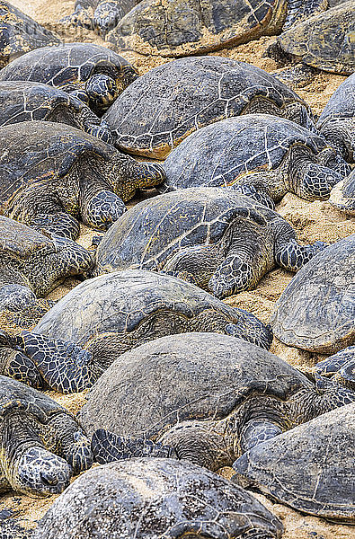 Zahlreiche Grüne Meeresschildkröten (Chelonia mydas) schlafen auf dem Sand am Strand; Kihei  Maui  Hawaii  Vereinigte Staaten von Amerika