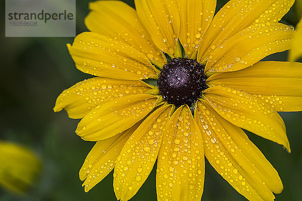 Eine schwarzäugige Susan (Rudbeckia) wird an einem nebligen Tag nass; Astoria  Oregon  Vereinigte Staaten von Amerika