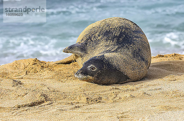 Nahaufnahme einer hawaiianischen Mönchsrobbe (Neomonachus schauinslandi) am Strand; Kihei  Maui  Hawaii  Vereinigte Staaten von Amerika