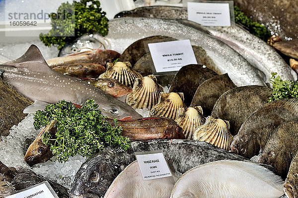 Auswahl von fangfrischem Fisch aus der Nordsee mit Muscheln  Petersilie und Eis; North Shields  Northumberland  England