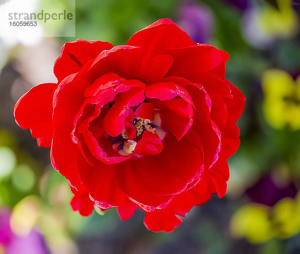 Nahaufnahme einer blühenden roten Tulpe im Frühling; North Vancouver  British Columbia  Kanada