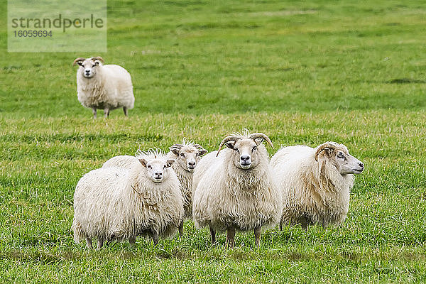 Herde weißer Schafe (Ovis aries) steht auf Gras und schaut in die Kamera; Rangarping eystra  Südliche Region  Island