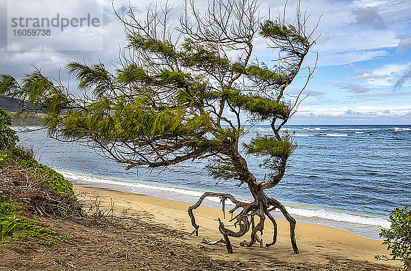 Ein einzigartiger und verwitterter Baum am Strand; Kihei  Maui  Hawaii  Vereinigte Staaten von Amerika