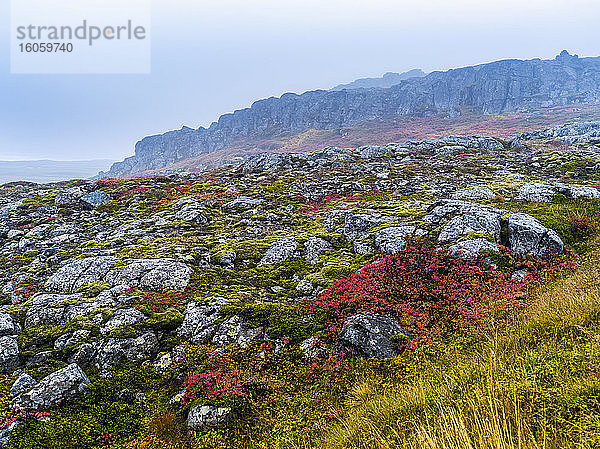 Farbenprächtige Pflanzen und Felsen mit schroffen Klippen im Nebel  Nordwestisland; Hunaping vestra  Nordwestliche Region  Island
