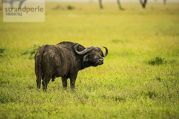 Kapbüffel (Syncerus caffer) steht im Gras auf der Savanne und schaut in die Kamera zurück über die Schulter; Tansania