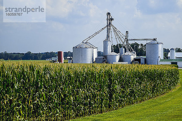 Feld mit reifenden  passepartoutartigen Maispflanzen mit Getreidespeichern und darüber hinausgehenden landwirtschaftlichen Strukturen in der Nähe von Germantown; Ohio  Vereinigte Staaten von Amerika