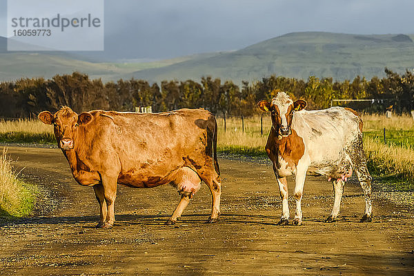 Zwei Kühe (Bos taurus) stehen auf einer Landstraße und schauen in die Kamera; Myrdalshreppur  Südliche Region  Island
