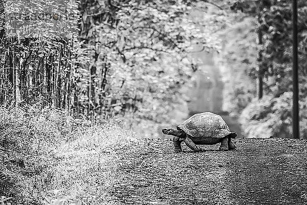 Eine Galapagos-Schildkröte (Geochelone nigrita) hämmert langsam über eine lange  gerade Schotterstraße  die sich bis zum Horizont erstreckt. Jenseits des Grasrandes befindet sich auf beiden Seiten dichter Wald. Aufgenommen mit einer Nikon D810 auf den Galapagos-Inseln; Galapagos-Inseln  Galapagos  Ecuador