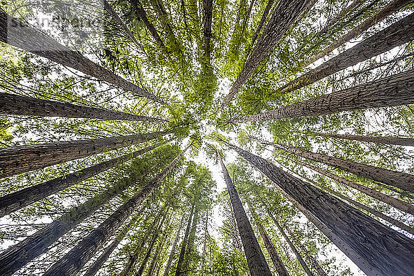 Direkter Blick in die Baumkronen der kalifornischen Redwoods (Sequoia sempervirens) und in den Himmel; Buchenwald  Victoria  Australien