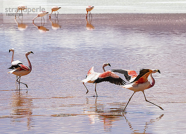 Flamingos an der Laguna Colorada  Eduardo-Avaroa-Nationalpark; Abteilung Potosi  Bolivien