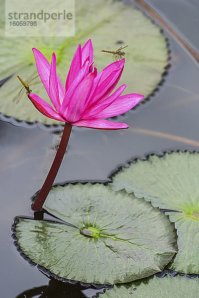 Auf blühender Fuchsien-Lotus-Pflanze (Nelumbo) ruhende Libelle  Nong Han See; Thailand