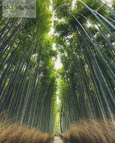 Kameyama-Bambuswald; Kyoto  Kansai  Japan