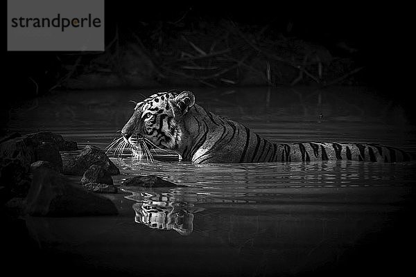 Eine Bengalische Tigerin (Panthera tigris tigris tigris) mit einem Scheinwerfer im Auge liegt bis zum Hals im dunklen Schatten eines Wasserlochs. Ihr Name ist Maya Die Zauberin   und sie hat orange-schwarze Streifen mit weißen Flecken auf ihrem Kopf. Aufgenommen mit einer Nikon D810 im Tadoba-Andhari-Tiger-Reservat in Indien; Chandrapur  Maharashtra  Indien