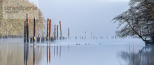 Pilings reflektieren an einem Vormittag im März über den Fluss Netul; Astoria  Oregon  Vereinigte Staaten von Amerika