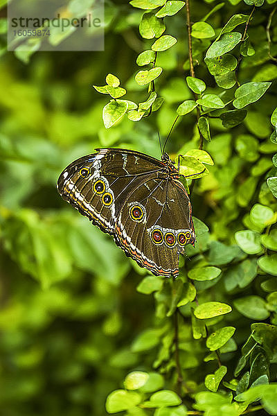 Achilles-Morpho-Schmetterling auf Busch im Schatten; Iguazu-Fälle  Parana  Brasilien