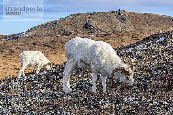 Dall-Schafböcke (Ovis dalli) grasen im Herbst auf Gras im Hochland im Denali National Park und Preserve im Inneren Alaskas. Widder reisen während dieser Vorbrunftzeit des Jahres oft in Gruppen; Alaska  Vereinigte Staaten von Amerika