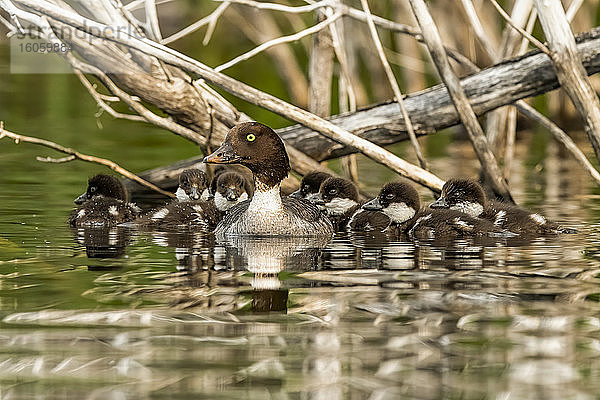 Eine Familie von Gänsesägern (Mergus mergansers) schwimmt in einem kleinen Yukon-See; Whitehorse  Yukon  Kanada