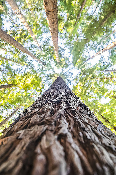 Direkter Blick über die Rinde eines Baumstammes auf die Baumkronen der kalifornischen Redwoods (Sequoia sempervirens) und blauen Himmel; Buchenwald  Victoria  Australien