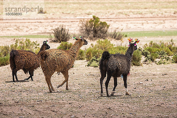 Drei Lamas (Lama glama) gehen mit dekorativen Quasten; Provinz Nor Lipez  Abteilung Potosi  Bolivien