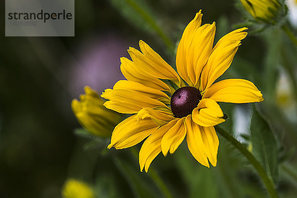 Die schwarzäugige Susan (Rudbeckia hirta) blüht in einem Blumengarten; Astoria  Oregon  Vereinigte Staaten von Amerika