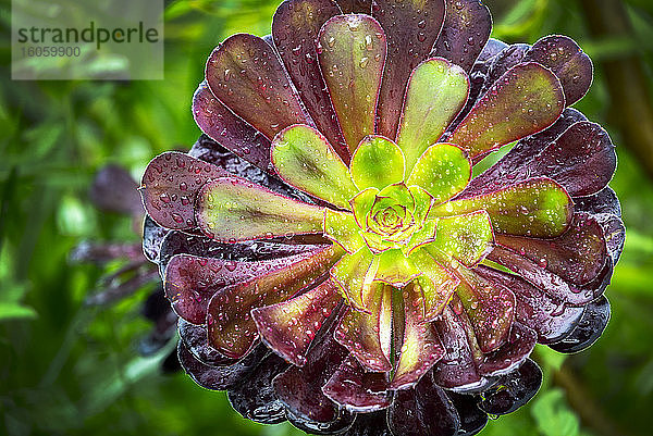 Nahaufnahme einer Sukkulentenblüte mit Wassertröpfchen; Grafschaft Cornwall  England