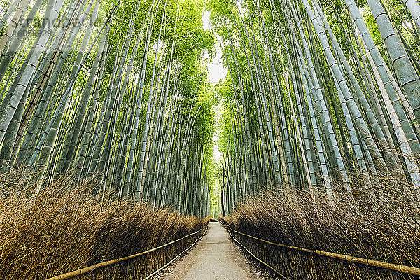 Kameyama-Bambuswald; Kyoto  Kansai  Japan