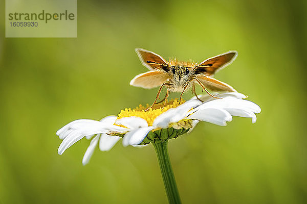 Nahaufnahme eines Essex-Skipperfalters (Thymelicus lineola)  der auf einem Gänseblümchen ruht und der Kamera zugewandt ist  mit einem unscharfen grasigen Hintergrund dahinter. Aufgenommen mit einer Nikon D800 im Glacier National Park; West Glacier  Montana  Vereinigte Staaten von Amerika