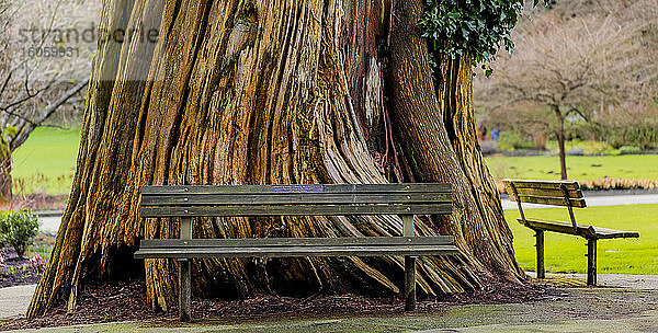 Parkbänke um den Fuß eines großen Baumes im Stanley Park; Vancouver  British Columbia  Kanada