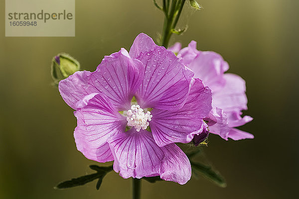 Sidalcea blüht in einem Blumengarten; Astoria  Oregon  Vereinigte Staaten von Amerika