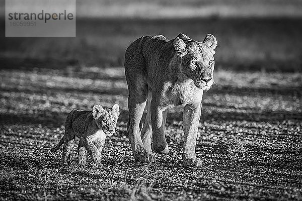 Eine Löwin (Panthera leo) läuft neben ihrem Jungtier einen Kiesflugplatz hinunter. Beide haben goldene Mäntel  die im warmen frühen Morgenlicht zum Leuchten gebracht wurden. Aufgenommen mit einer Nikon D850 im Serengeti-Nationalpark; Tansania