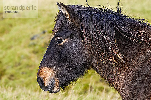 Nahaufnahme des Kopfes und der Mähne eines braunen Pferdes (Equus caballus); Hornafjorour  östliche Region  Island