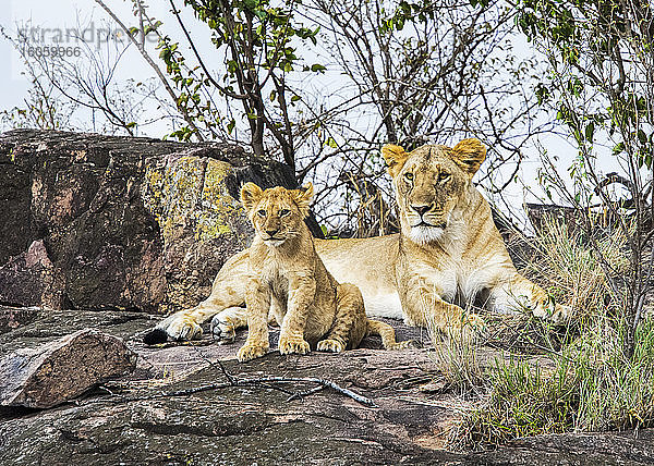 Löwin (Panthera leo) und Jungtier  Serengeti; Kenia