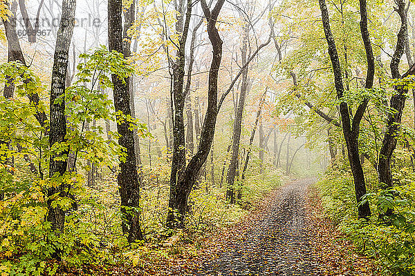 Eine neblige Landstraße durch den Wald im Herbst  in der Nähe von Grand Portage; Minnesota  Vereinigte Staaten von Amerika