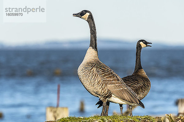 Zwei Kanadagänse (Branda canadensis) faulenzen auf Pfählen entlang des Astoria-Flussufers in Oregon; Astoria  Oregon  Vereinigte Staaten von Amerika