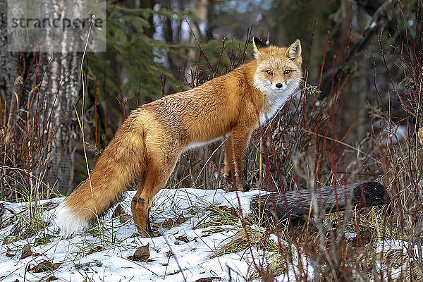 Rotfuchs (Vulpes vulpes) steht auf einem Baumstamm im Schnee und schaut in die Kamera im Gebiet Campbell Creek  Süd-Zentral-Alaska; Alaska  Vereinigte Staaten von Amerika