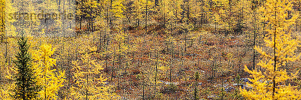 Laubbäume mit lebhaftem  goldenem Laub im Herbst; Thunder Bay  Ontario  Kanada