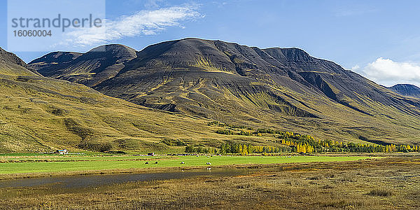 Schafe (Ovis aries) grasen auf üppigem Ackerland mit Bergen im Hintergrund; Blonduos  Nordwestliche Region  Island