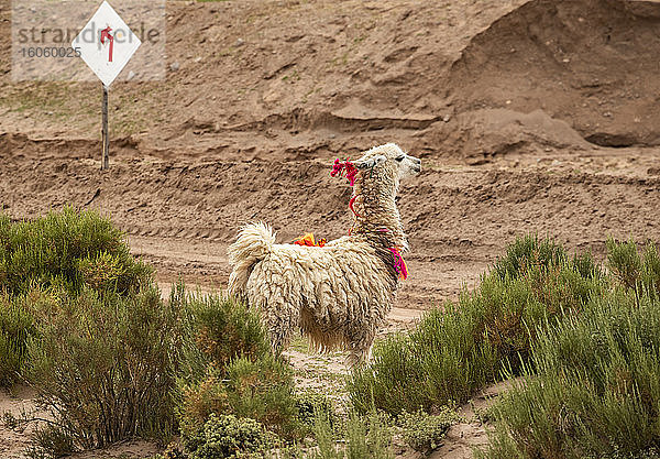 Lama (Lama glama) am Strassenrand stehend mit dekorativen Quasten; Provinz Nor Lipez  Abteilung Potosi  Bolivien