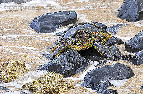 Eine Grüne Meeresschildkröte (Chelonia mydas) auf den Felsen an einem Strand; Kihei  Maui  Hawaii  Vereinigte Staaten von Amerika