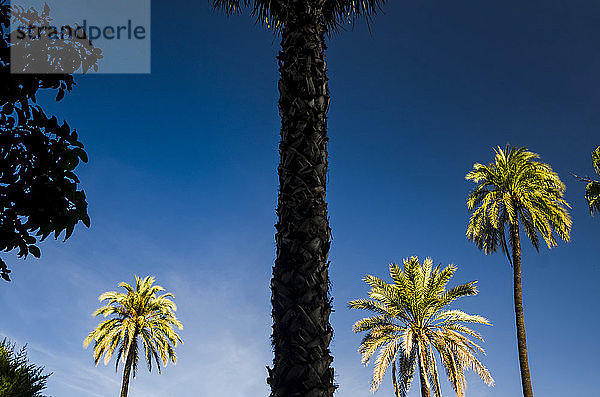 Palmen in einem maurischen Garten in Spanien; Sevilla  Andalusien  Spanien