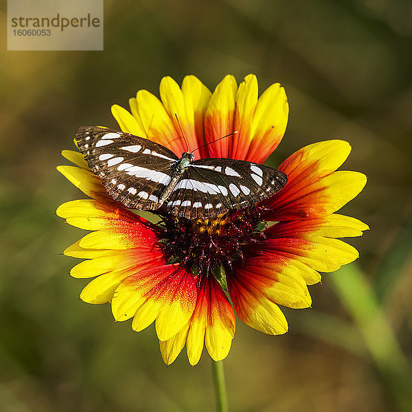 Schmetterling auf roter und gelber Blüte; Dharpatha Mal  Madhya Pradesh  Indien